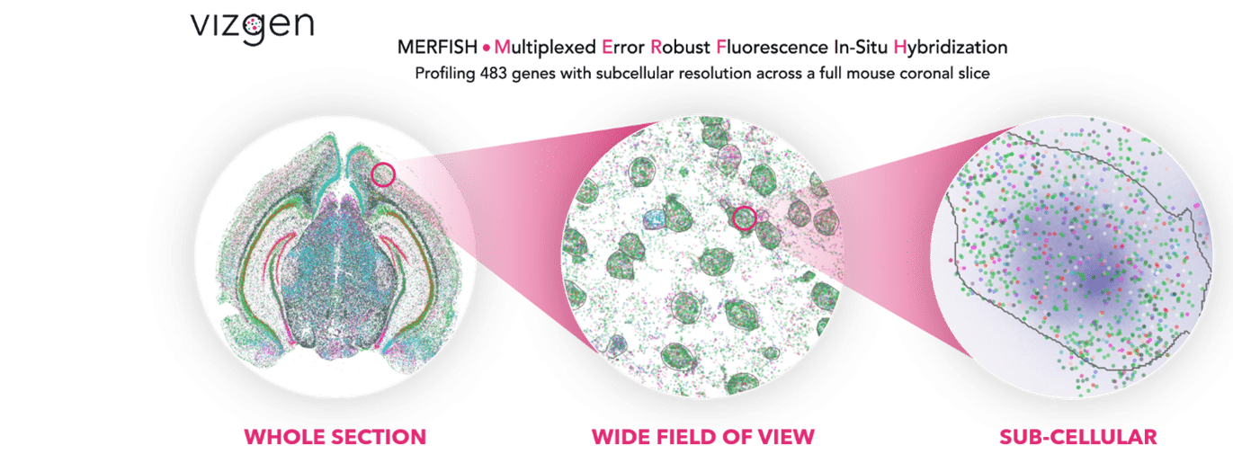 Leading The Global Expansion Of Spatial Transcriptomics Vizgen