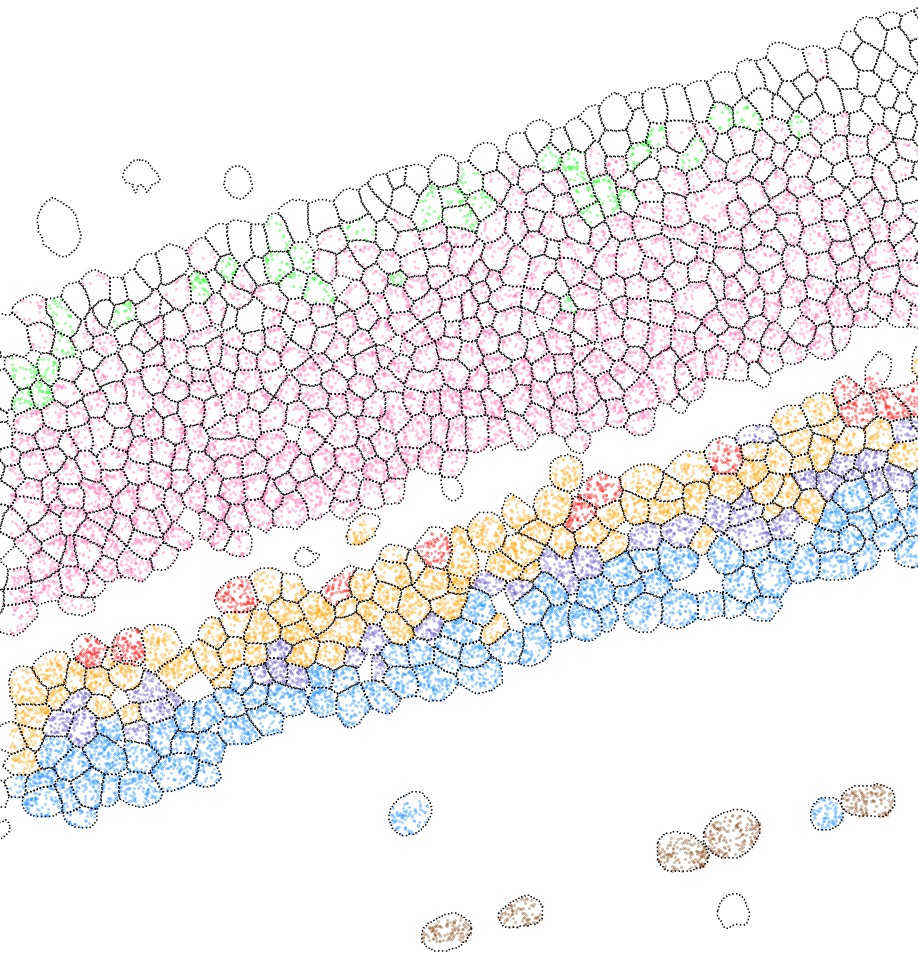 (B) MERSCOPE Data Image showing the spatial distribution of major retinal cell types. Pink: Rod, Green: Cone, Gold: BC, Blue: AC, Red: HC, Brown: RGC, Purple: MG. (bottom)